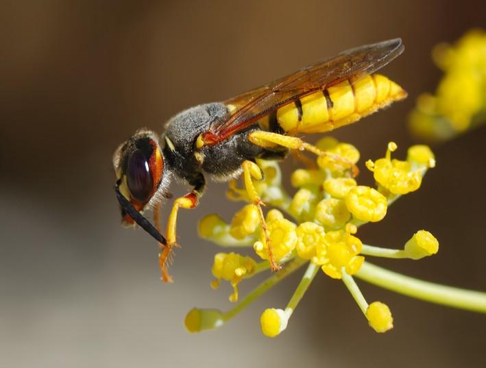 工蜂回巢很急躁是什么原因(為什么工蜂會急躁) 工蜂回巢很急躁是什么原因(為什么工蜂會急躁)