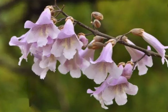 桐花蜜有啥功效(桐花蜜的作用與功效及食用方法) 桐花蜜有啥功效(桐花蜜的作用與功效及食用方法)