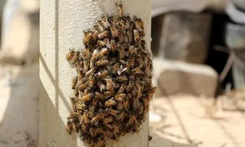 分蜂熱是什么原因引起的(蜜蜂分蜂熱有什么表現) 分蜂熱是什么原因引起的(蜜蜂分蜂熱有什么表現)