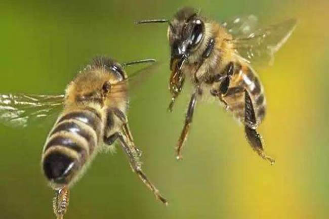 如何有效預(yù)防和制止盜蜂現(xiàn)象