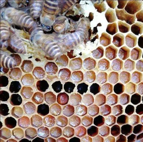 蜜蜂咬掉多余的巢礎(chǔ) 蜜蜂咬掉多余的巢礎(chǔ)