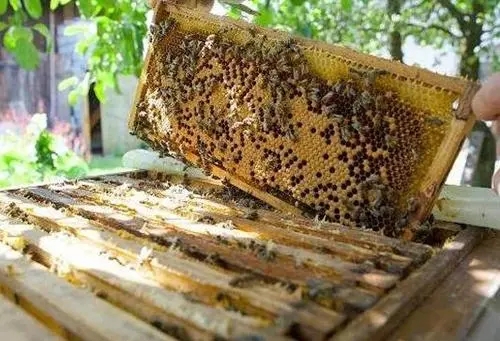 蜜蜂咬掉多余的巢礎(chǔ) 蜜蜂咬掉多余的巢礎(chǔ)