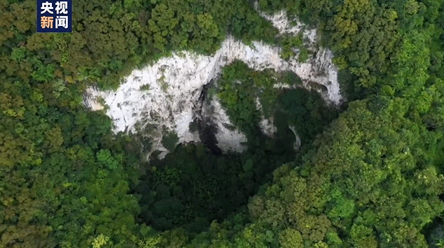 消失100多年！云南發現極危物種異葉苣苔，野生華南虎會出現嗎？