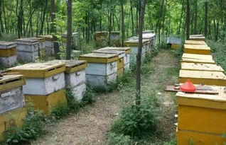 養(yǎng)蜂工具和蜂箱哪里有賣的(怎么買養(yǎng)蜂工具和蜂箱) 養(yǎng)蜂工具和蜂箱哪里有賣的(怎么買養(yǎng)蜂工具和蜂箱)