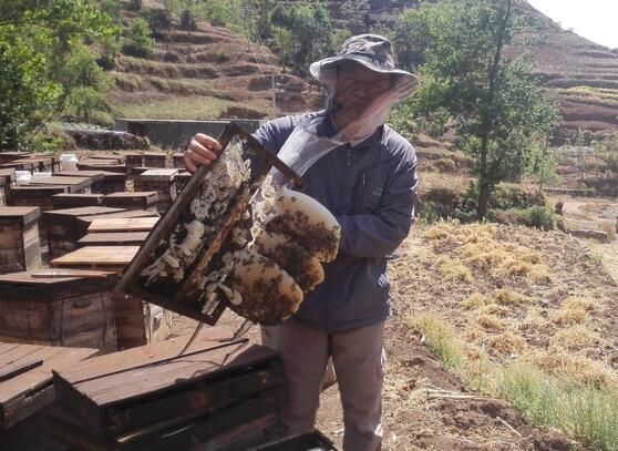 養(yǎng)蜂工具和蜂箱哪里有賣的(怎么買養(yǎng)蜂工具和蜂箱) 養(yǎng)蜂工具和蜂箱哪里有賣的(怎么買養(yǎng)蜂工具和蜂箱)