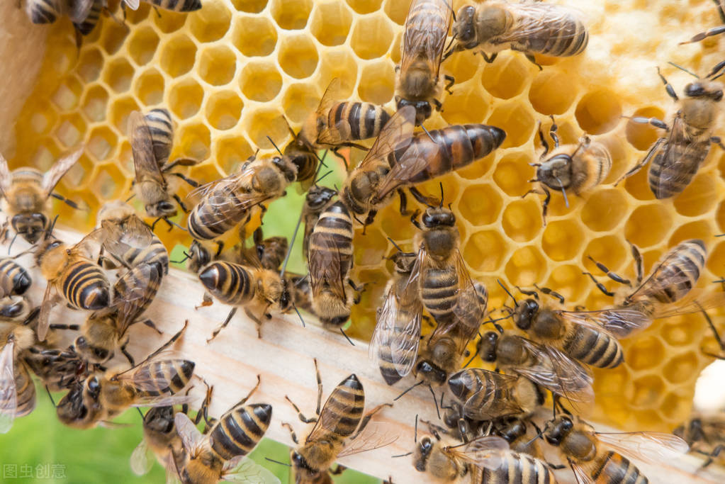 判斷優(yōu)質(zhì)蜂王的標(biāo)準(zhǔn)(附帶10種判斷標(biāo)準(zhǔn)) 判斷優(yōu)質(zhì)蜂王的標(biāo)準(zhǔn)(附帶10種判斷標(biāo)準(zhǔn))