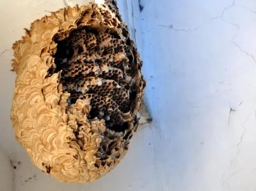 怎么控制蜂的脾數(多少脾蜂才能分蜂) 怎么控制蜂的脾數(多少脾蜂才能分蜂)