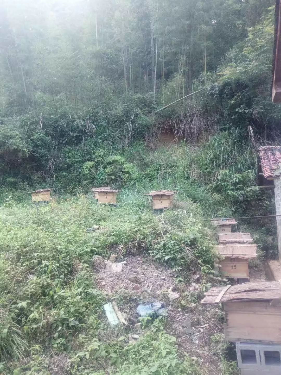 種蜂場是干嘛的(蜜蜂種蜂場) 種蜂場是干嘛的(蜜蜂種蜂場)