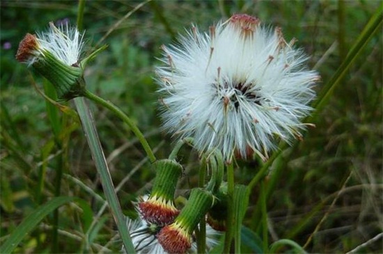 蒲公英什么時(shí)候開花? 蒲公英什么時(shí)候開花?