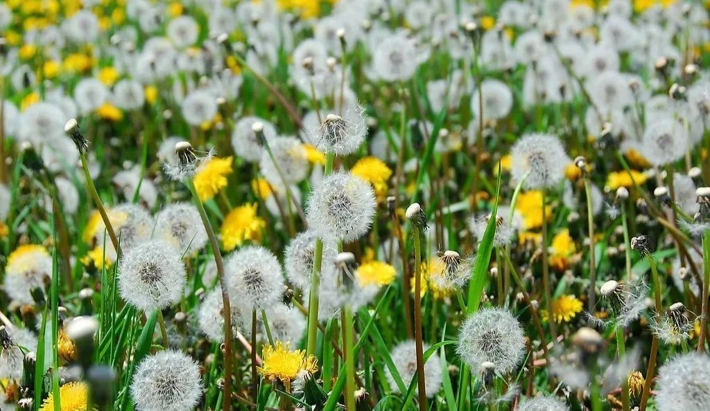 蒲公英什么時(shí)候開花? 蒲公英什么時(shí)候開花?