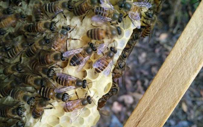 蜜蜂最少多少只工蜂才能發展 蜜蜂最少多少只工蜂才能發展