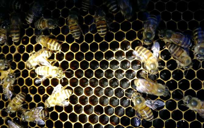 蜜蜂最少多少只工蜂才能發展 蜜蜂最少多少只工蜂才能發展