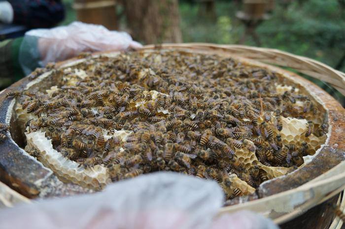 新蜂箱過箱怎么處理? 新蜂箱過箱怎么處理?