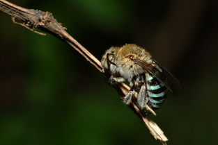 中蜂雜交王好還是阿壩蜂王好(阿壩蜂王是最好的蜂王嗎) 中蜂雜交王好還是阿壩蜂王好(阿壩蜂王是最好的蜂王嗎)
