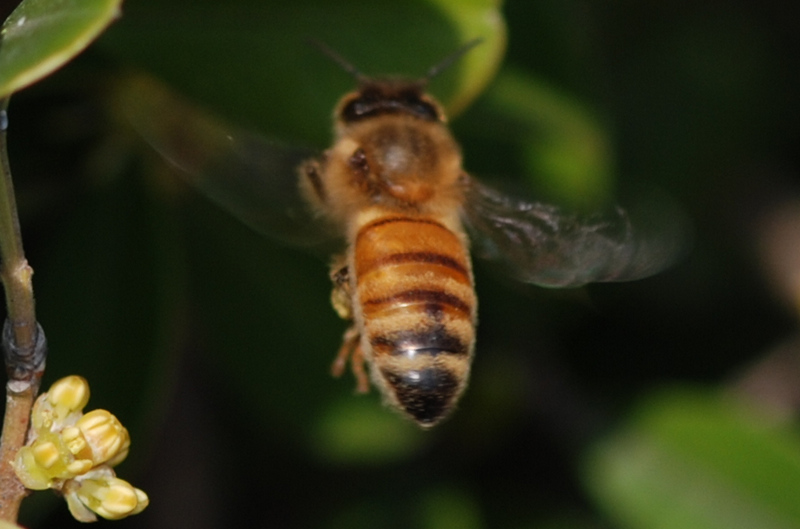 庭院養(yǎng)殖蜜蜂的方法(如何控制中蜂群數(shù)量) 庭院養(yǎng)殖蜜蜂的方法(如何控制中蜂群數(shù)量)
