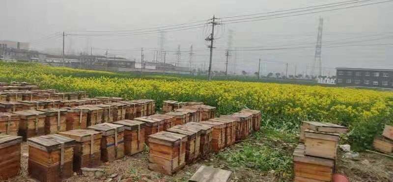 養蜂合作社有哪些補貼（成立養蜂合作社的條件和補貼申請）