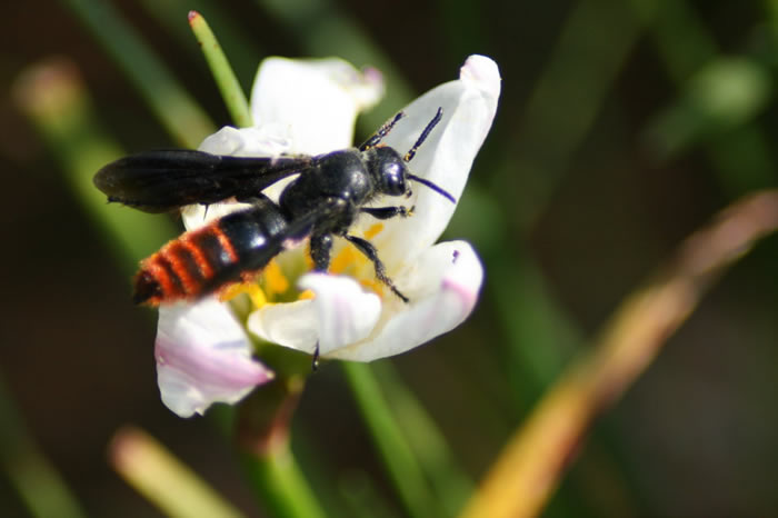 黑腹虎頭蜂(黑尾虎頭蜂) 黑腹虎頭蜂