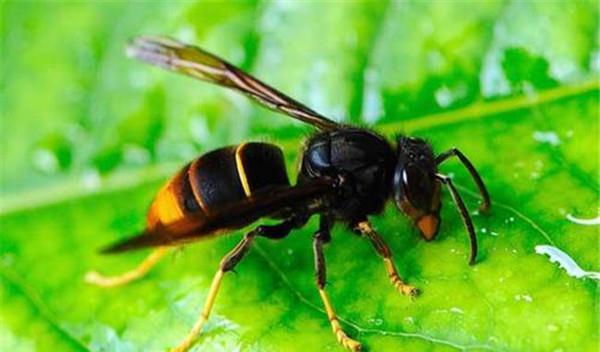 虎頭蜂最怕什么(什么能傷害虎頭蜂) 虎頭蜂最怕什么(什么能傷害虎頭蜂)