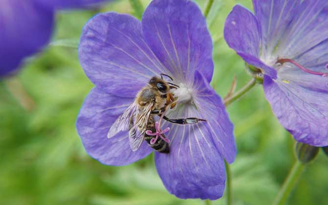 蜜蜂采蜜是為了什么? 蜜蜂采蜜