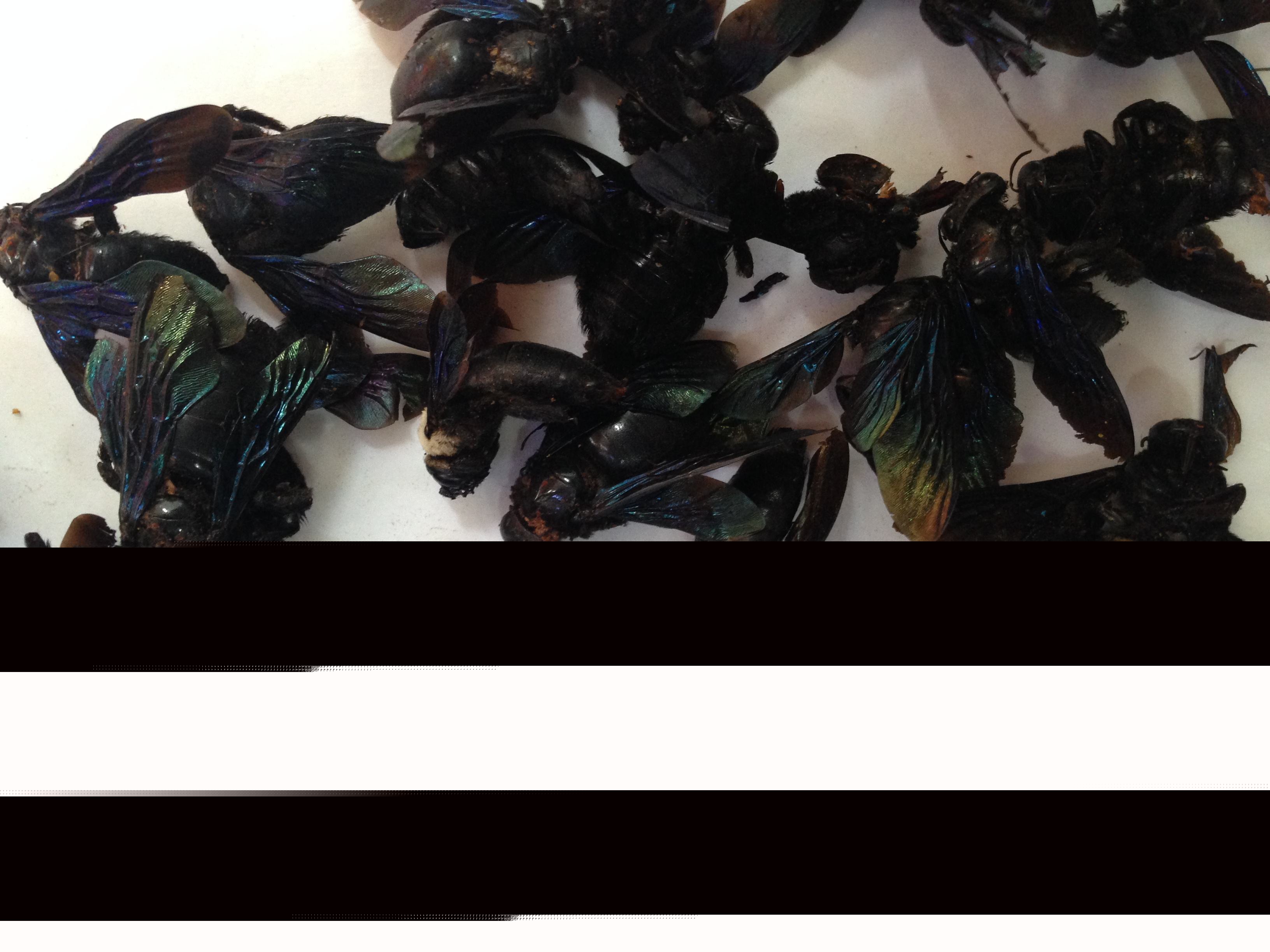 黑色竹蜂 黑色竹蜂