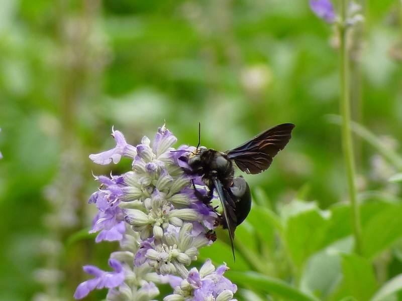 黑色竹蜂 黑色竹蜂