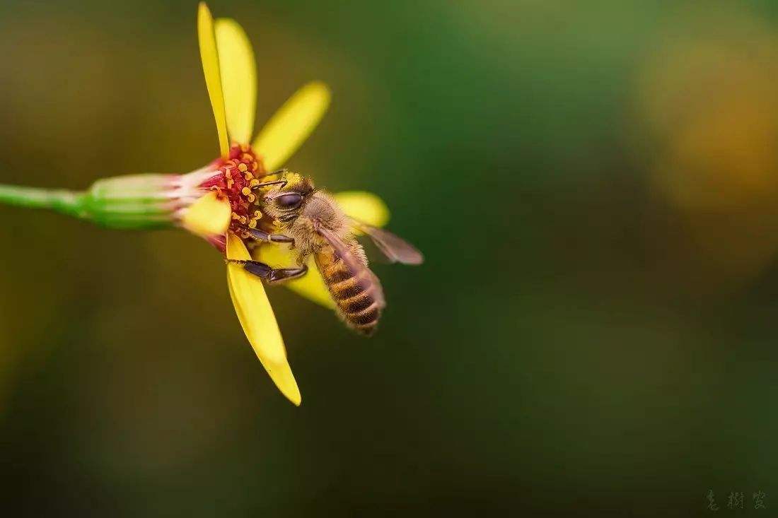 蜜蜂養(yǎng)殖需要掌握哪些知識? 蜜蜂養(yǎng)殖需要掌握哪些知識?