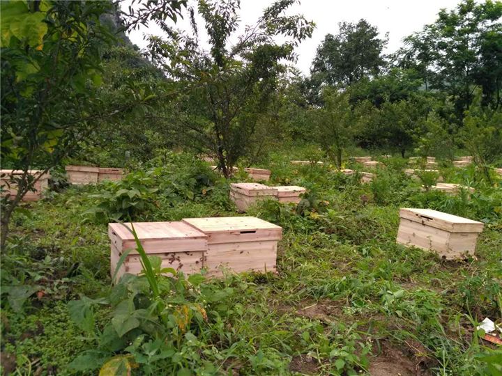 蜜蜂養(yǎng)殖需要掌握哪些知識? 蜜蜂養(yǎng)殖需要掌握哪些知識?