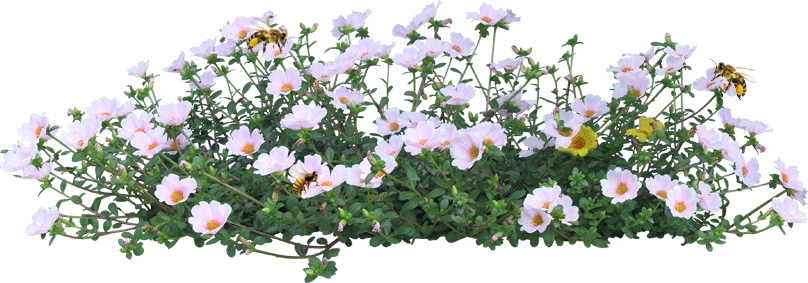 野菊花有花蜜嗎(野菊花的花期) 野菊花有花蜜嗎(野菊花的花期)