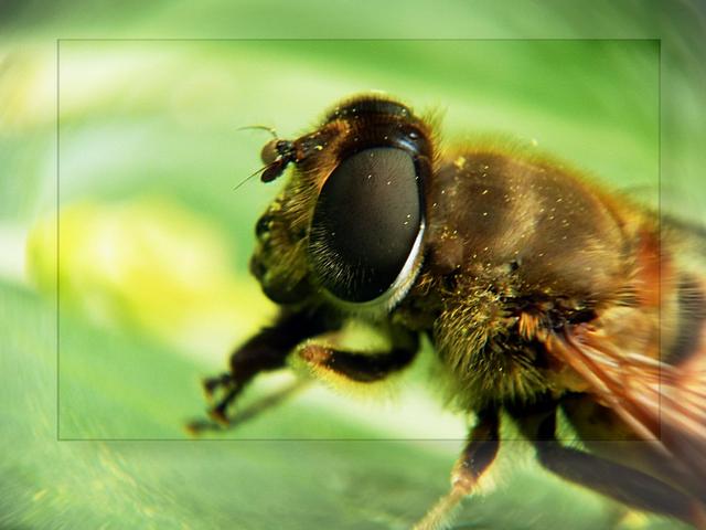 野菊花有花蜜嗎(野菊花的花期) 野菊花有花蜜嗎(野菊花的花期)