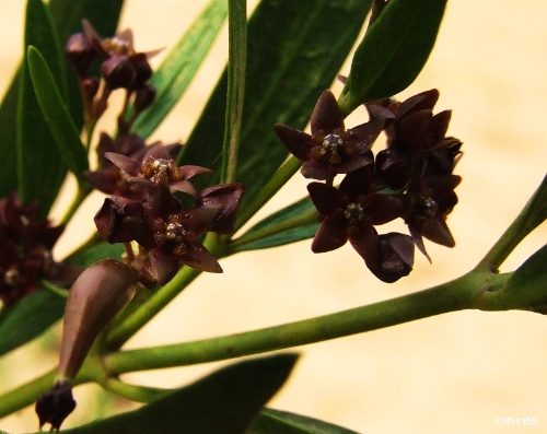 老瓜頭是什么植物