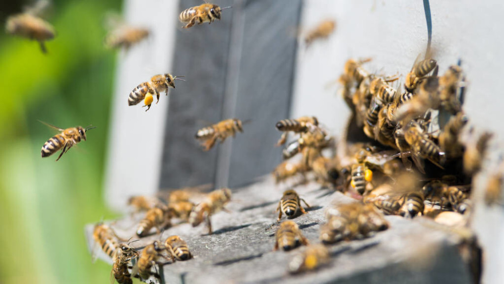 蜂數應該怎樣計算(論斤、論脾還是論群) 蜂數應該怎樣計算(論斤、論脾還是論群)