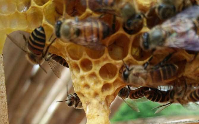 新手養(yǎng)蜂如何換王？