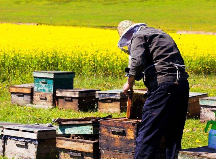 新手養(yǎng)蜂如何換王？