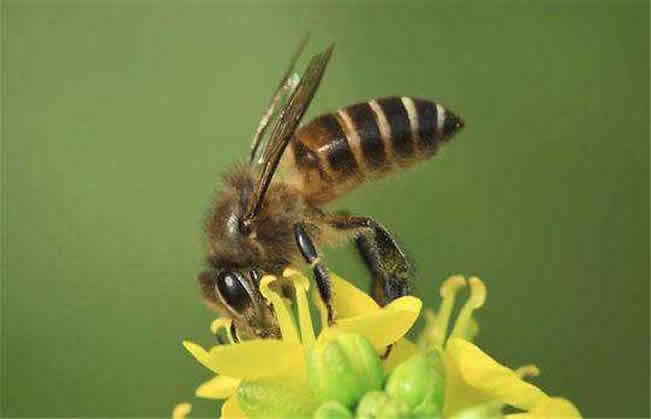 中華蜜蜂的優(yōu)點和缺點 中華蜜蜂的優(yōu)點和缺點