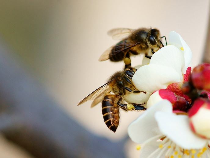 中華蜜蜂的優(yōu)點和缺點 中華蜜蜂的優(yōu)點和缺點