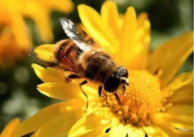 中華蜜蜂的優(yōu)點和缺點 中華蜜蜂的優(yōu)點和缺點
