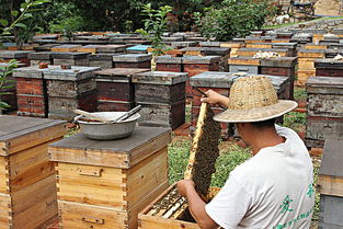 養蜂培訓班要多少錢(學養蜂技術培訓在哪里) 養蜂培訓班要多少錢(學養蜂技術培訓在哪里)