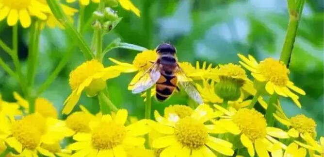 辦理蜜蜂養(yǎng)殖證要多少錢(養(yǎng)蜂證在哪兒辦) 辦理蜜蜂養(yǎng)殖證要多少錢(養(yǎng)蜂證在哪兒辦)