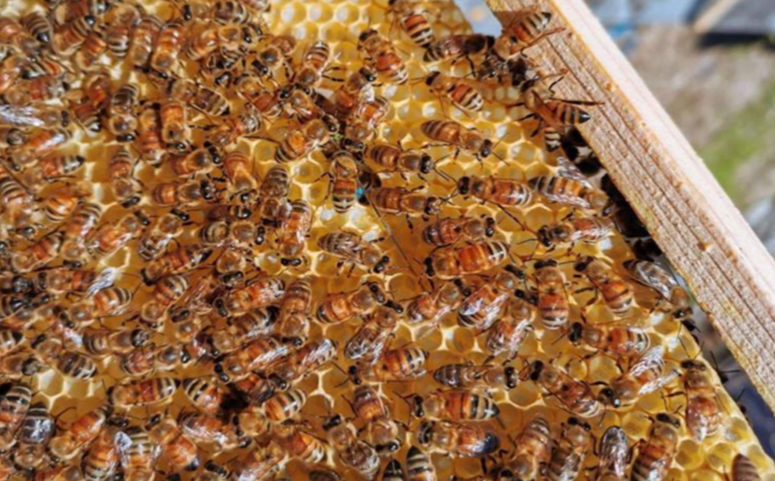 一只蜜蜂不吃東西能活多久(蜜蜂不吃東西多久會死) 一只蜜蜂不吃東西能活多久(蜜蜂不吃東西多久會死)