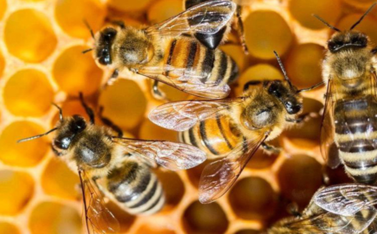 一只蜜蜂不吃東西能活多久(蜜蜂不吃東西多久會死) 一只蜜蜂不吃東西能活多久(蜜蜂不吃東西多久會死)