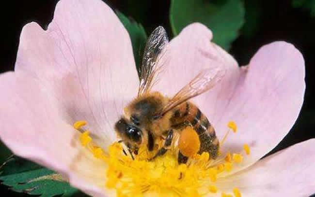意大利蜜蜂好養還是中華蜜蜂好養(中蜂和意蜂那個更好養) 意大利蜜蜂好養還是中華蜜蜂好養(中蜂和意蜂那個更好養)
