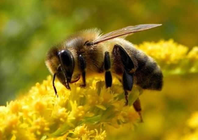 意大利蜜蜂好養還是中華蜜蜂好養(中蜂和意蜂那個更好養) 意大利蜜蜂好養還是中華蜜蜂好養(中蜂和意蜂那個更好養)
