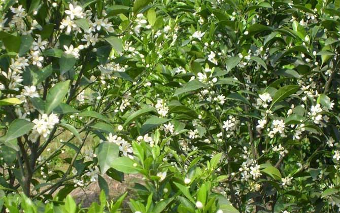柑橘樹(shù)的地理分布（柑橘樹(shù)什么時(shí)候開(kāi)花）