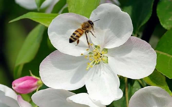 琿春黑蜂的生物特性 琿春黑蜂的生物特性