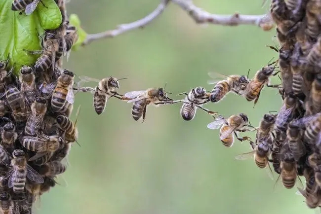 養蜂人飼喂蜂群的小技巧(如何喂養蜜蜂) 養蜂人飼喂蜂群的小技巧(如何喂養蜜蜂)