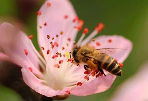 家庭養蜂技術新手入門(家庭養蜂需要什么條件) 家庭養蜂技術新手入門(家庭養蜂需要什么條件)