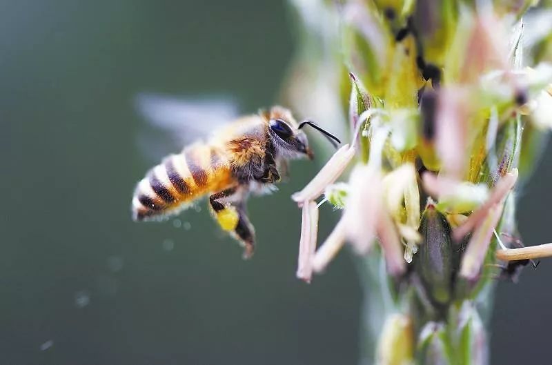 家庭養蜂技術新手入門(家庭養蜂需要什么條件) 家庭養蜂技術新手入門(家庭養蜂需要什么條件)