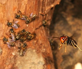 工蜂精神(工蜂的精神你贊嘆嗎) 工蜂精神(工蜂的精神你贊嘆嗎)