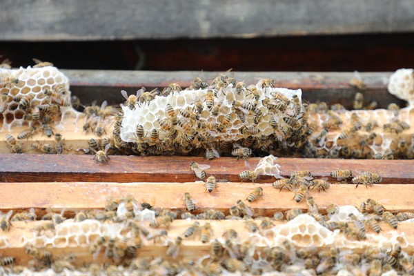 初級農產品是指什么(農產品初級產品加工定義) 初級農產品是指什么(農產品初級產品加工定義)