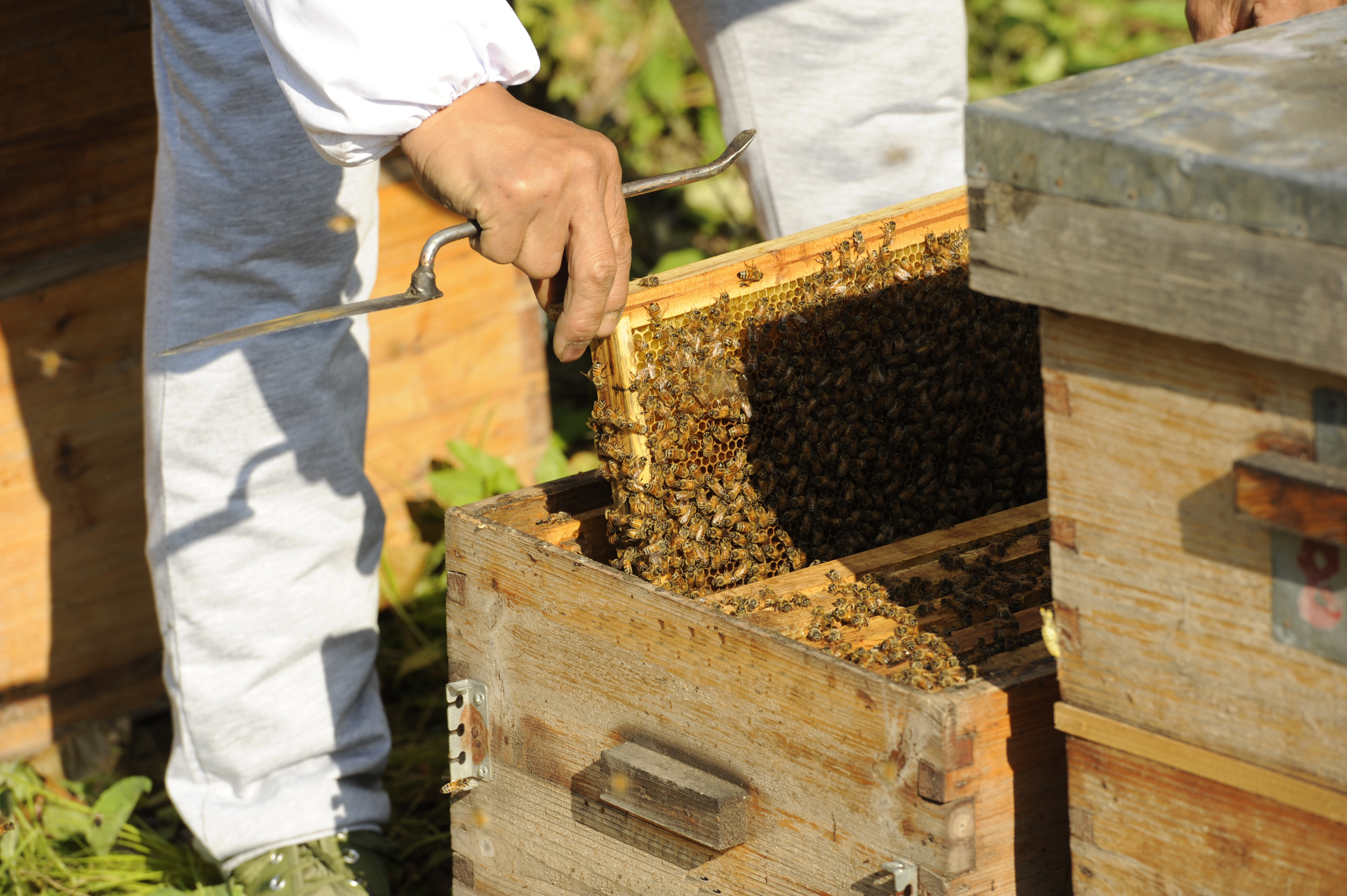 初級農產品是指什么(農產品初級產品加工定義) 初級農產品是指什么(農產品初級產品加工定義)